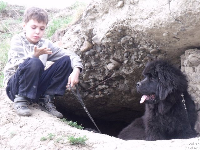 Фото: ньюфаундленд Анданте Босс