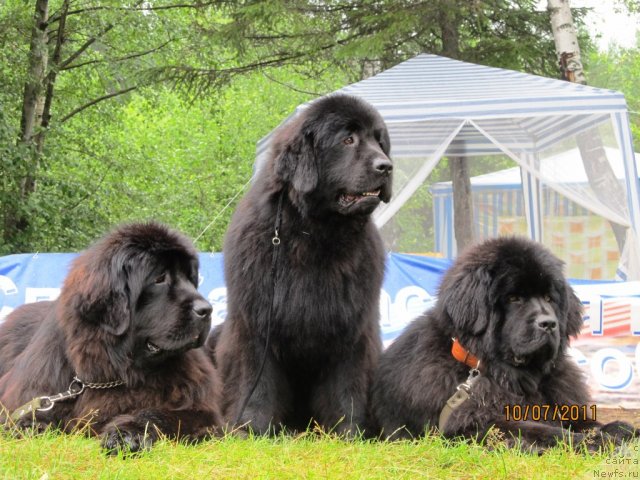 Фото: ньюфаундленд Их Высочество Глория Айрис (Ih Visochestvo Gloria Airis), ньюфаундленд Их Высочество Вилана Блум (Ih Visochestvo Vilana Blum), ньюфаундленд Их Высочество Владлена Маджикс