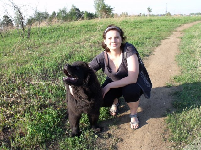 Фото: ньюфаундленд Анданте Босс