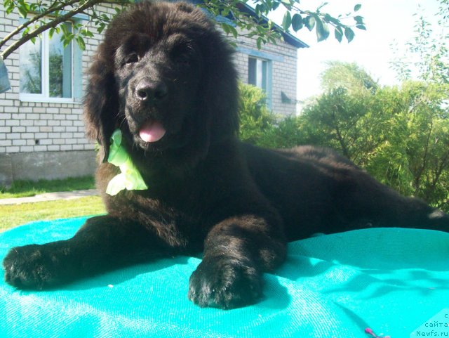 Фото: ньюфаундленд Жаркий Поцелуй