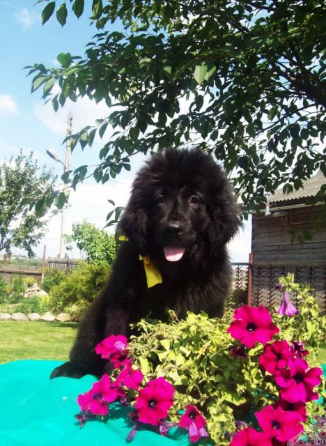 Фото: ньюфаундленд Желанная Наследница