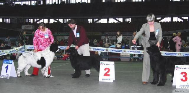 Фото: ньюфаундленд Kloofbears Lancelot for Sent Djons, ньюфаундленд Шанежка из Калачинска, ньюфаундленд Джентли Бон из Медвежьего Яра