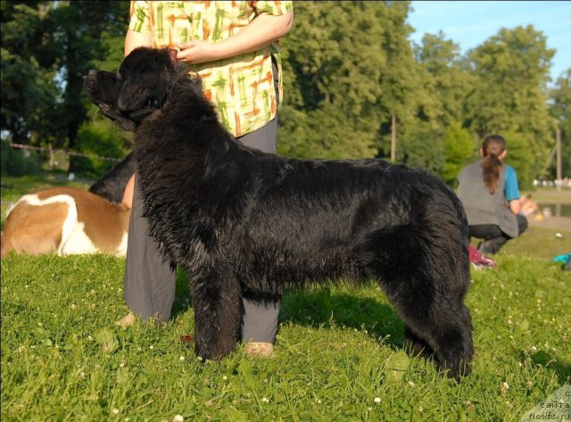 Фото: ньюфаундленд Целого Мира Мало из Аркаима (Tselogo Mira Malo iz Arkaima)