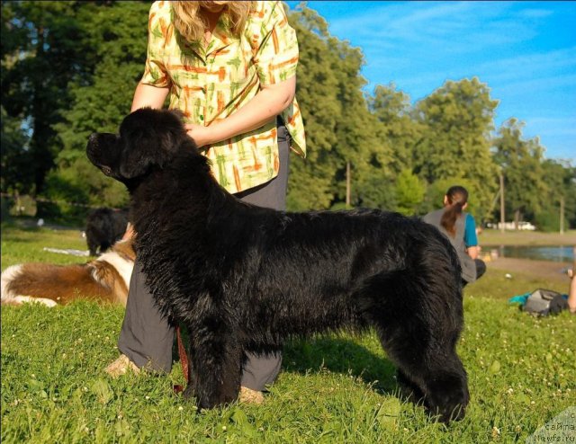 Фото: ньюфаундленд Целого Мира Мало из Аркаима (Tselogo Mira Malo iz Arkaima)