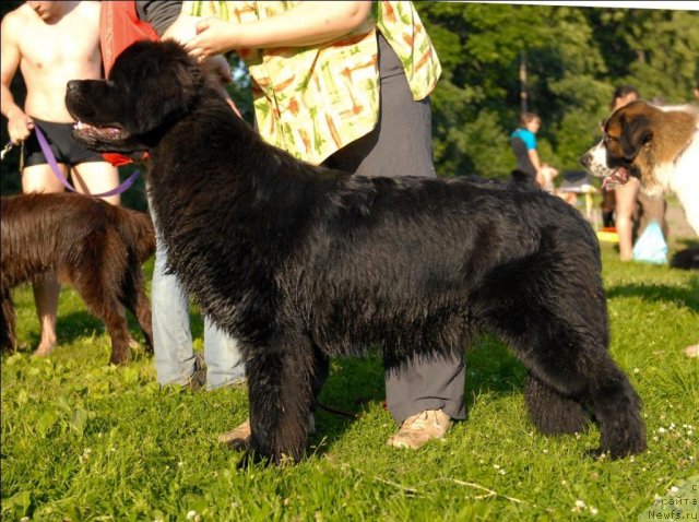 Фото: ньюфаундленд Целого Мира Мало из Аркаима (Tselogo Mira Malo iz Arkaima)