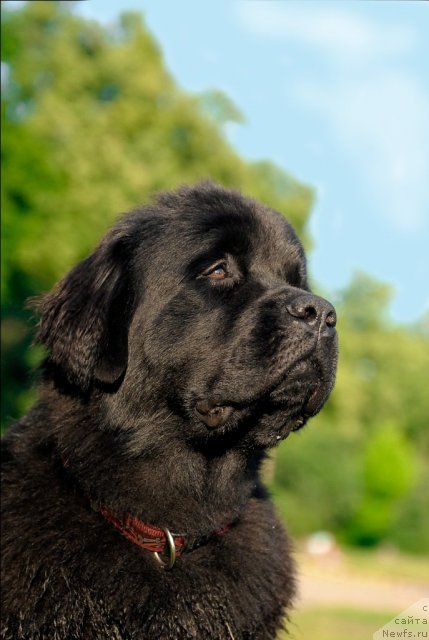 Фото: ньюфаундленд Целого Мира Мало из Аркаима (Tselogo Mira Malo iz Arkaima)