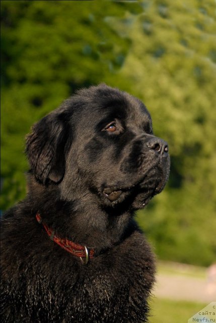 Фото: ньюфаундленд Целого Мира Мало из Аркаима (Tselogo Mira Malo iz Arkaima)