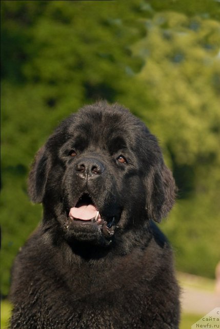 Фото: ньюфаундленд Целого Мира Мало из Аркаима (Tselogo Mira Malo iz Arkaima)