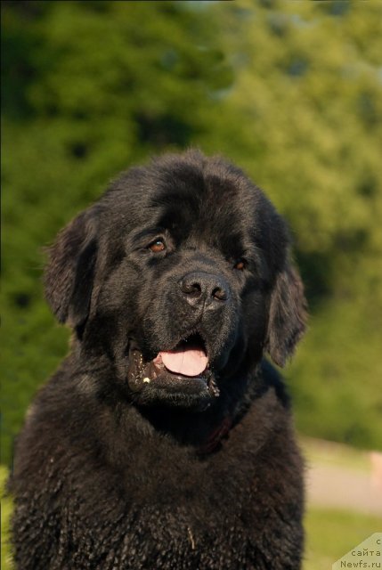 Фото: ньюфаундленд Целого Мира Мало из Аркаима (Tselogo Mira Malo iz Arkaima)