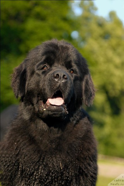 Фото: ньюфаундленд Целого Мира Мало из Аркаима (Tselogo Mira Malo iz Arkaima)