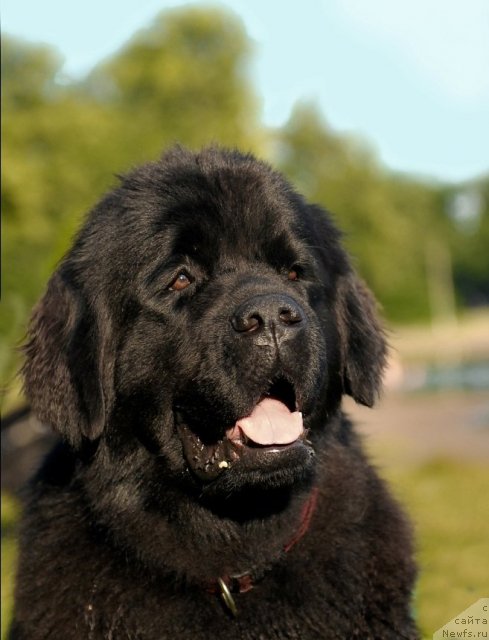 Фото: ньюфаундленд Целого Мира Мало из Аркаима (Tselogo Mira Malo iz Arkaima)