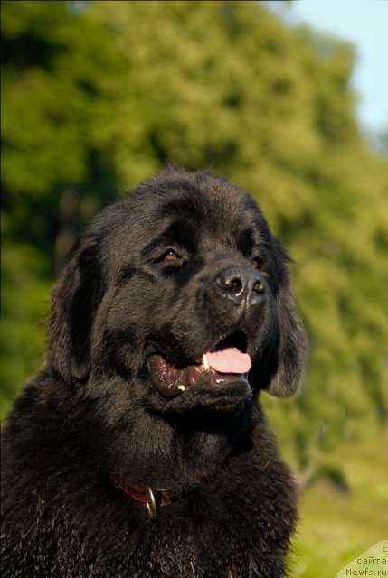 Фото: ньюфаундленд Целого Мира Мало из Аркаима (Tselogo Mira Malo iz Arkaima)