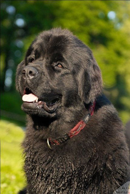 Фото: ньюфаундленд Целого Мира Мало из Аркаима (Tselogo Mira Malo iz Arkaima)