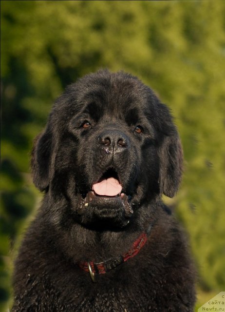 Фото: ньюфаундленд Целого Мира Мало из Аркаима (Tselogo Mira Malo iz Arkaima)