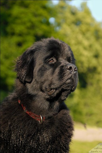 Фото: ньюфаундленд Целого Мира Мало из Аркаима (Tselogo Mira Malo iz Arkaima)