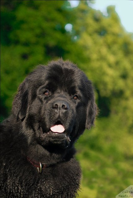 Фото: ньюфаундленд Целого Мира Мало из Аркаима (Tselogo Mira Malo iz Arkaima)