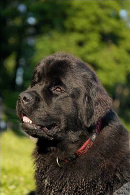 Фото: ньюфаундленд Целого Мира Мало из Аркаима (Tselogo Mira Malo iz Arkaima)