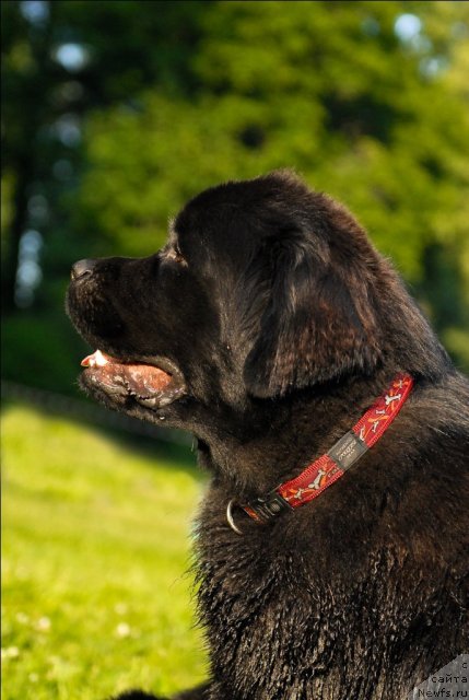 Фото: ньюфаундленд Целого Мира Мало из Аркаима (Tselogo Mira Malo iz Arkaima)