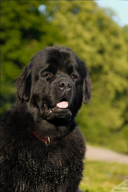 Фото: ньюфаундленд Целого Мира Мало из Аркаима (Tselogo Mira Malo iz Arkaima)