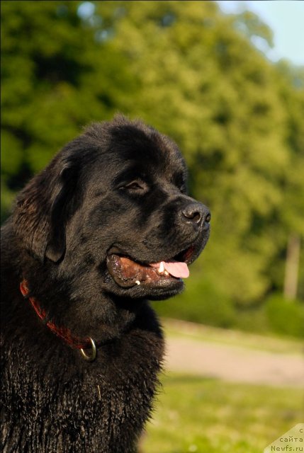 Фото: ньюфаундленд Целого Мира Мало из Аркаима (Tselogo Mira Malo iz Arkaima)