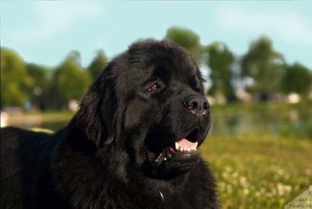 Фото: ньюфаундленд Целого Мира Мало из Аркаима (Tselogo Mira Malo iz Arkaima)