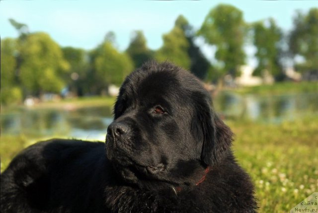 Фото: ньюфаундленд Целого Мира Мало из Аркаима (Tselogo Mira Malo iz Arkaima)