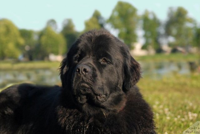 Фото: ньюфаундленд Целого Мира Мало из Аркаима (Tselogo Mira Malo iz Arkaima)