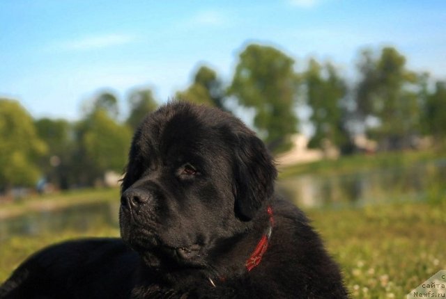 Фото: ньюфаундленд Целого Мира Мало из Аркаима (Tselogo Mira Malo iz Arkaima)