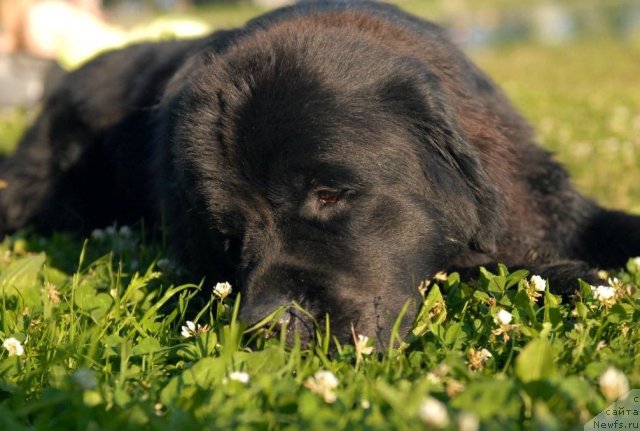 Фото: ньюфаундленд Целого Мира Мало из Аркаима (Tselogo Mira Malo iz Arkaima)