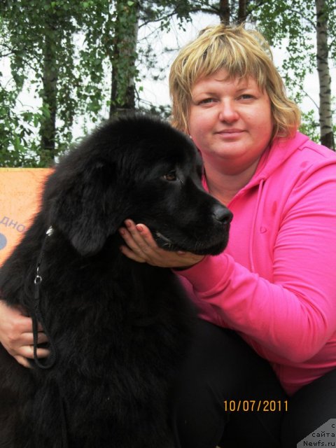 Фото: ньюфаундленд Их Высочество Вилана Блум (Ih Visochestvo Vilana Blum), Светлана Ступникова