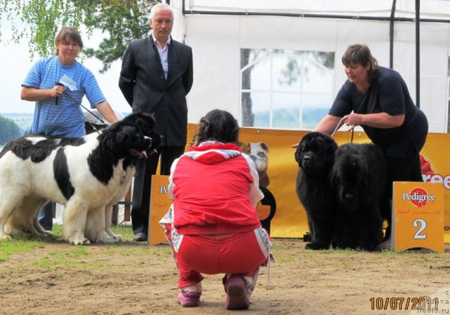 Фото: Наталия Снигирева, ньюфаундленд Супер Премиум Жодо Феролли (Super Premium Zhodo Ferolli), ньюфаундленд Супер Премиум Женева (Super Premium Zheneva), Ирина Габова, ньюфаундленд Акватория Келвин Зазноба (Aquatoriya Kelvin Zaznoba), ньюфаундленд Акватория Келвин Олимпус (Aquatoriya Kelvin Olympus)