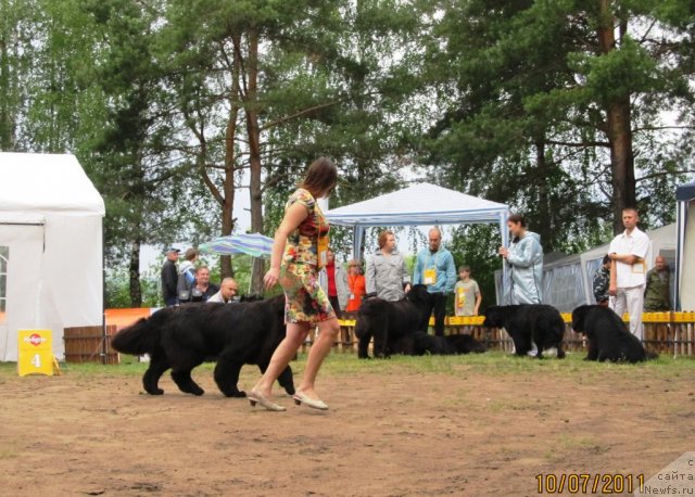 Фото: ньюфаундленд Их Высочество Глория Айрис (Ih Visochestvo Gloria Airis), Марина Горошенко