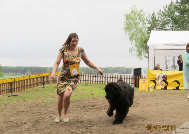 Фото: ньюфаундленд Их Высочество Глория Айрис (Ih Visochestvo Gloria Airis), Марина Горошенко