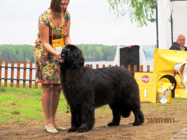 Фото: ньюфаундленд Их Высочество Глория Айрис (Ih Visochestvo Gloria Airis), Марина Горошенко