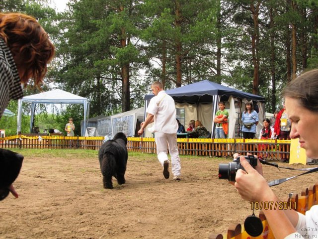 Фото: ньюфаундленд Их Высочество Вилана Блум (Ih Visochestvo Vilana Blum), Алексей Ступников