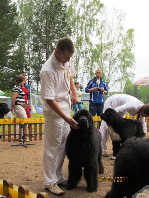 Фото: ньюфаундленд Их Высочество Вилана Блум (Ih Visochestvo Vilana Blum), Алексей Ступников