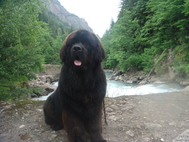 Фото: ньюфаундленд Спасатель с Берега Дона (Spasatel' s Berega Dona)