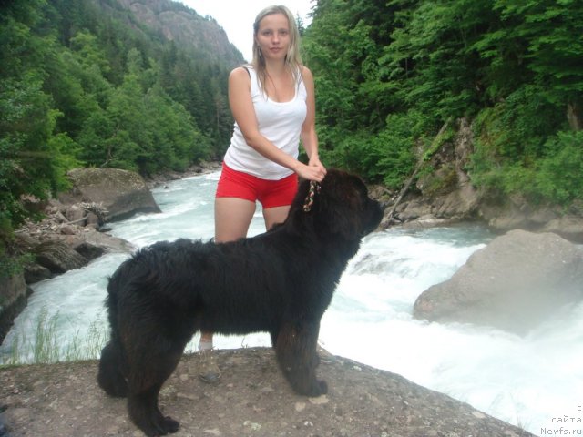 Фото: ньюфаундленд Спасатель с Берега Дона (Spasatel' s Berega Dona)