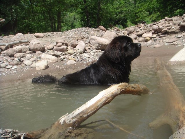 Фото: ньюфаундленд Спасатель с Берега Дона (Spasatel' s Berega Dona)