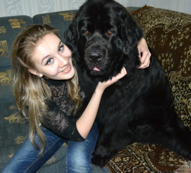 Фото: ньюфаундленд Глория Гранд Блек, и Наташа.