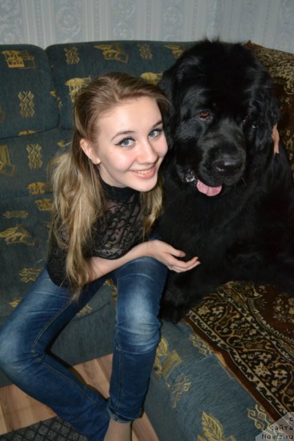 Фото: ньюфаундленд Глория Гранд Блек, и Наташа