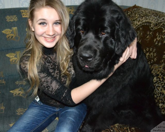 Фото: ньюфаундленд Глория Гранд Блек, и Наташа