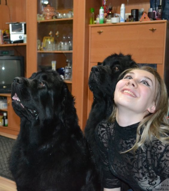 Фото: ньюфаундленд Fortuna of Giant's Island, ньюфаундленд Глория Гранд Блек, и Наташа