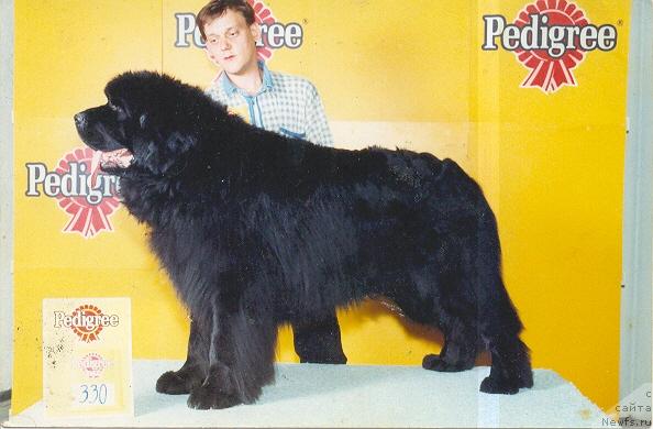 Фото: ньюфаундленд Frihedshabs Nat King Coole