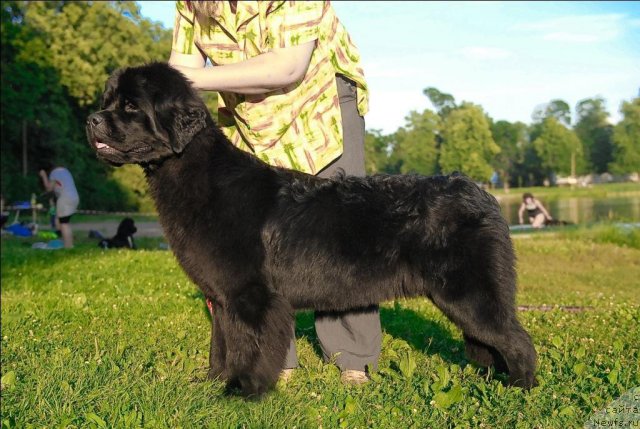 Фото: ньюфаундленд Центр Мироздания из Аркаима (Tsentr Mirozdaniya iz Arkaima)