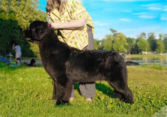 Фото: ньюфаундленд Центр Мироздания из Аркаима (Tsentr Mirozdaniya iz Arkaima)
