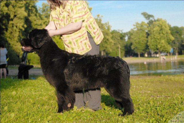 Фото: ньюфаундленд Центр Мироздания из Аркаима (Tsentr Mirozdaniya iz Arkaima)