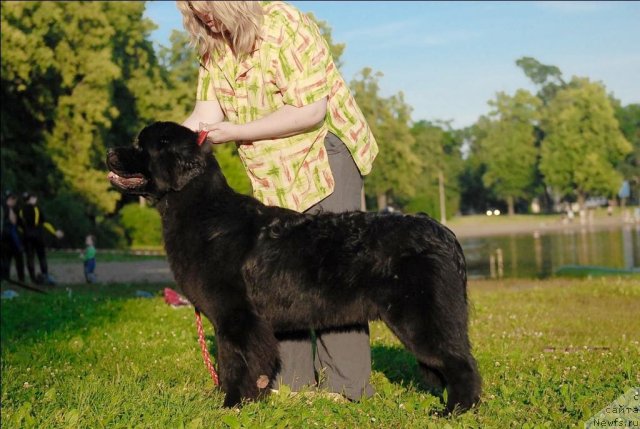 Фото: ньюфаундленд Центр Мироздания из Аркаима (Tsentr Mirozdaniya iz Arkaima)