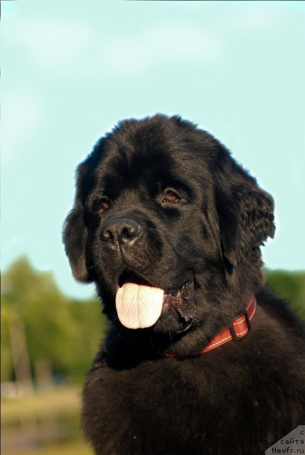 Фото: ньюфаундленд Центр Мироздания из Аркаима (Tsentr Mirozdaniya iz Arkaima)