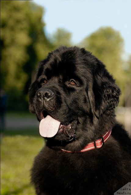 Фото: ньюфаундленд Центр Мироздания из Аркаима (Tsentr Mirozdaniya iz Arkaima)